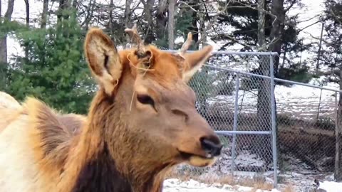 Elk