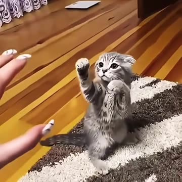 Cat with karate moves
