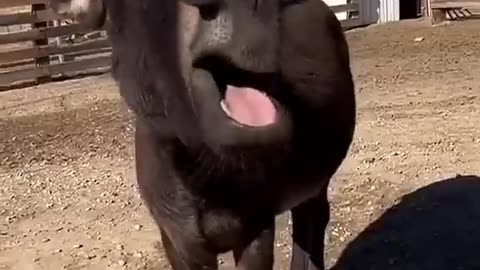 Funny animal video