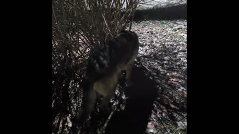 Virgil german shepherd.