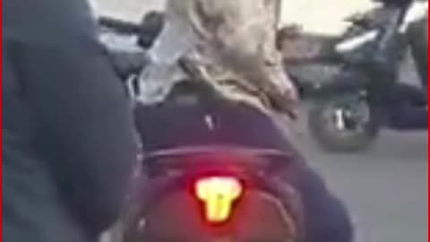 Dagger on Bengaluru Roads? Rider Threatens Commuters Near Nexus Mall in Broad Daylight