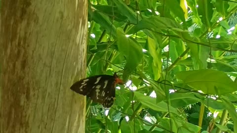 10.12.2025 Cairns Birdwing Butterfly