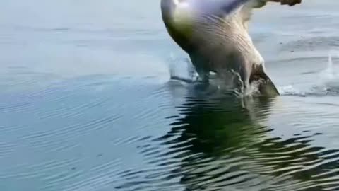 Playful Squirrel: Cute Moments in Nature part 8