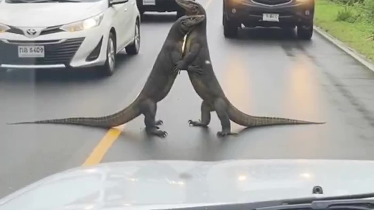 two majestic monitor lizards decided to show their affection right in the middle of the road