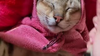 Dog's Comedy Videos 🤣 so cute videos 😍 funny videos in puppies comedy scenes 😂 so cute picture