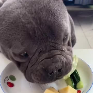 "A Dog's Mealtime: Purely Heartwarming!"