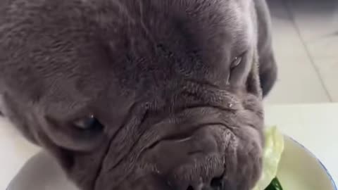 "A Dog's Mealtime: Purely Heartwarming!"