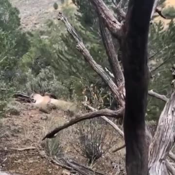 Man forced to shoot mountain lion