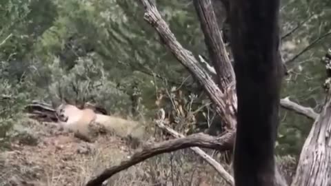 Man forced to shoot mountain lion