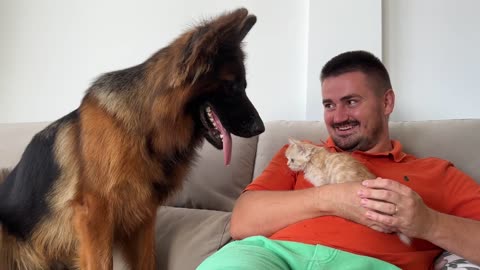 Funniest German Shepherd Reaction to Tiny Kitten for the First Time