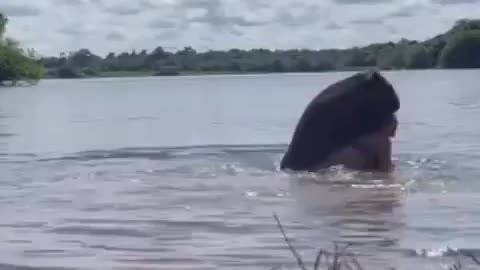 Capybara Attacks