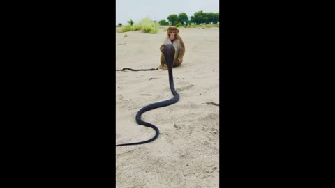 MONKEY 🐒 KING COBRA NAG