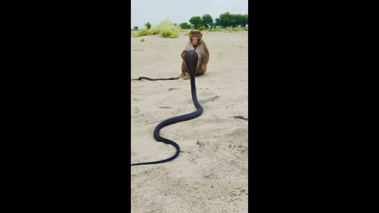 MONKEY š KING COBRA NAG