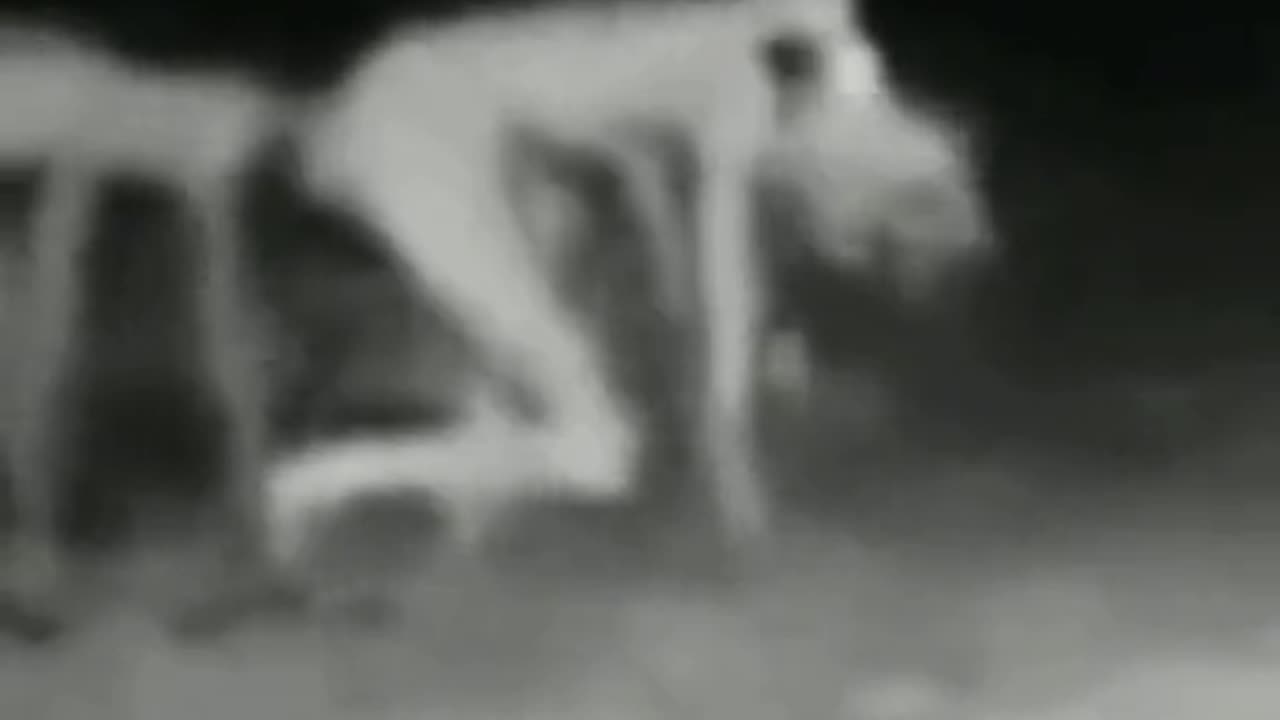 😱🧟 Strange Cryptids Caught on Camera! | TheHauntingHour