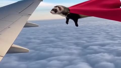SuperFerret