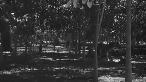 [SOUTH AMERICAN SCENES] - [SOUTH AMERICAN SCENES] - fc-fc-1577