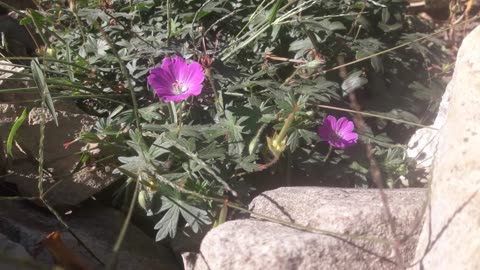 Garden Geranium Hid