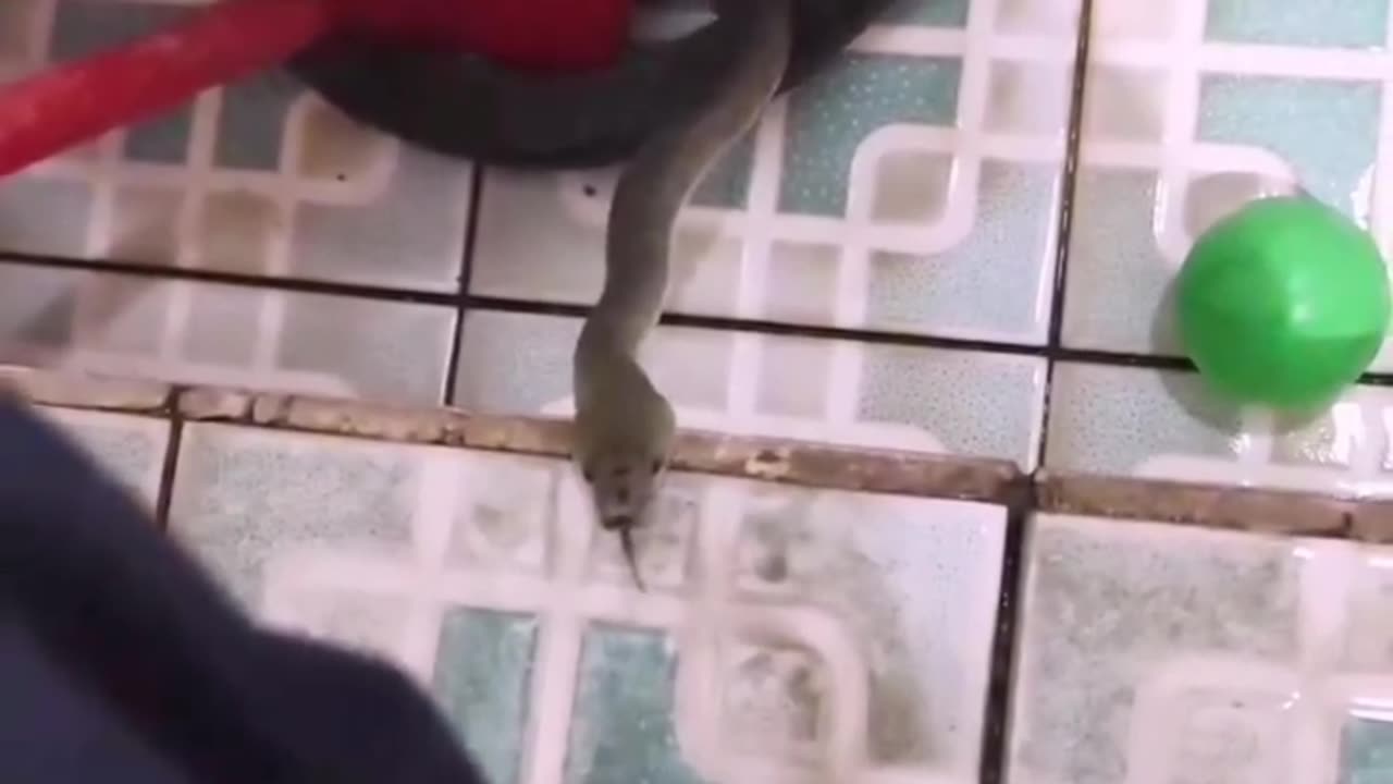 Snake