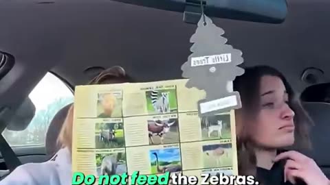 This is your sign to never feed a zebra 😭 #shorts #shortsfeed #funvid4iu #short #zebra #feed #fy
