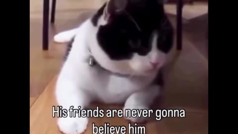 Funny cat moment 🐱