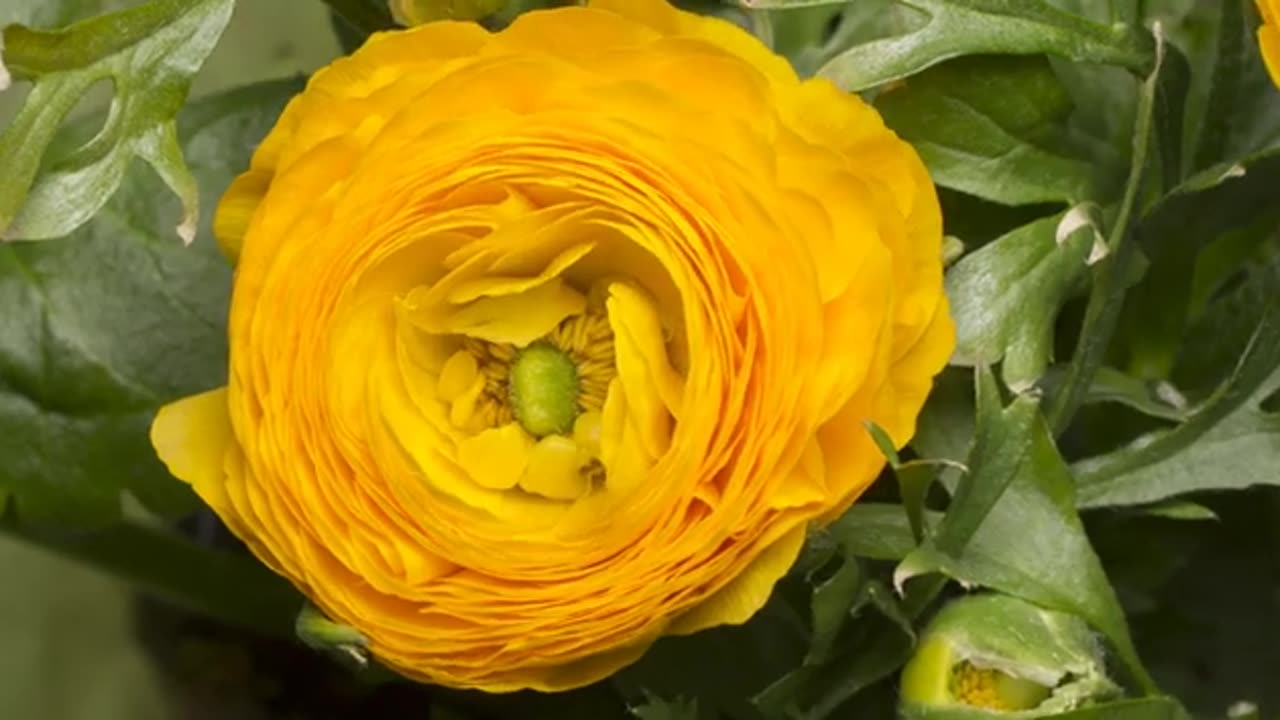 Yellow Flower Blooming | Nature Beauty | Free HD Videos - no copyright