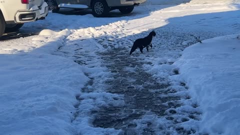 ❄️1st Taste of Snow ::: Cat Edition❄️