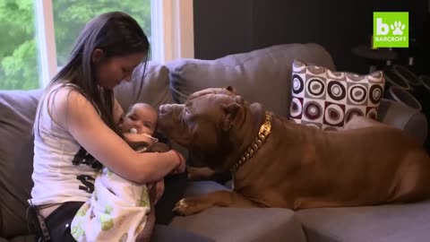 Giant Pit Bull Hulk & The Newborn Baby | DOG DYNASTY