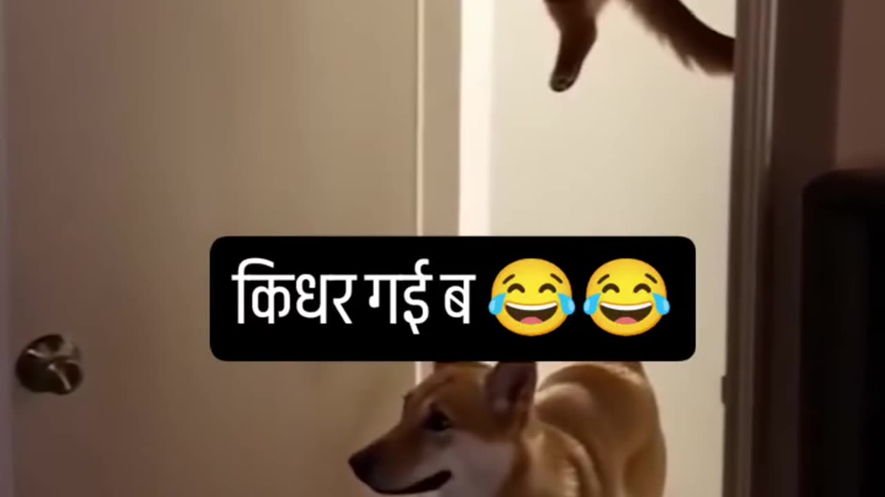 OMG 😰 Dogs and Cats Comedy Videos 😅😅 live camera HD ❣️❤️