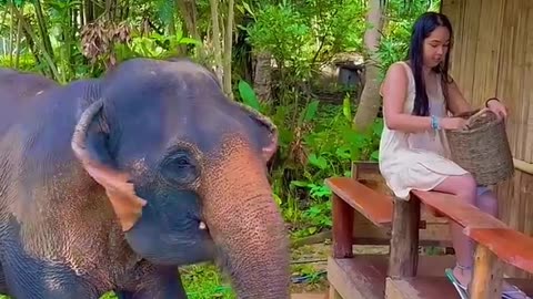 Woman Feeds Elephant Tree Roots, and It Loves Every Bite #eliphant #short