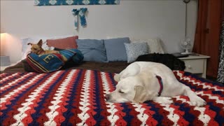 Let us spoil your precious pups when they need to be away from home.