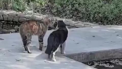 Clumsy Cat Fails