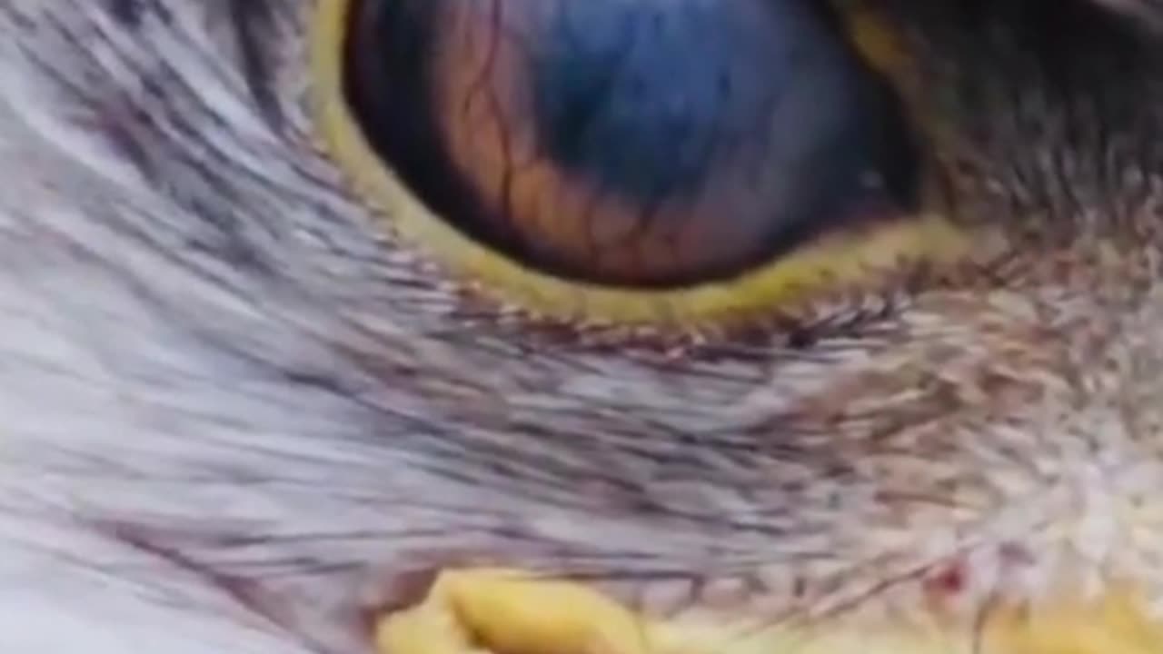 😮🦅 The Eagle's Transparent Eyelids Allow It to Watch Its Prey Without Blinking! | FeedMyCuriosity