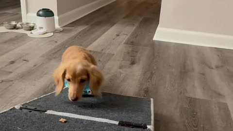 Mini Dachshund’s First Time in Crocs