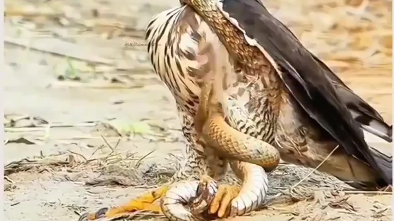 what lesson did you learn from this? 🐍🦅