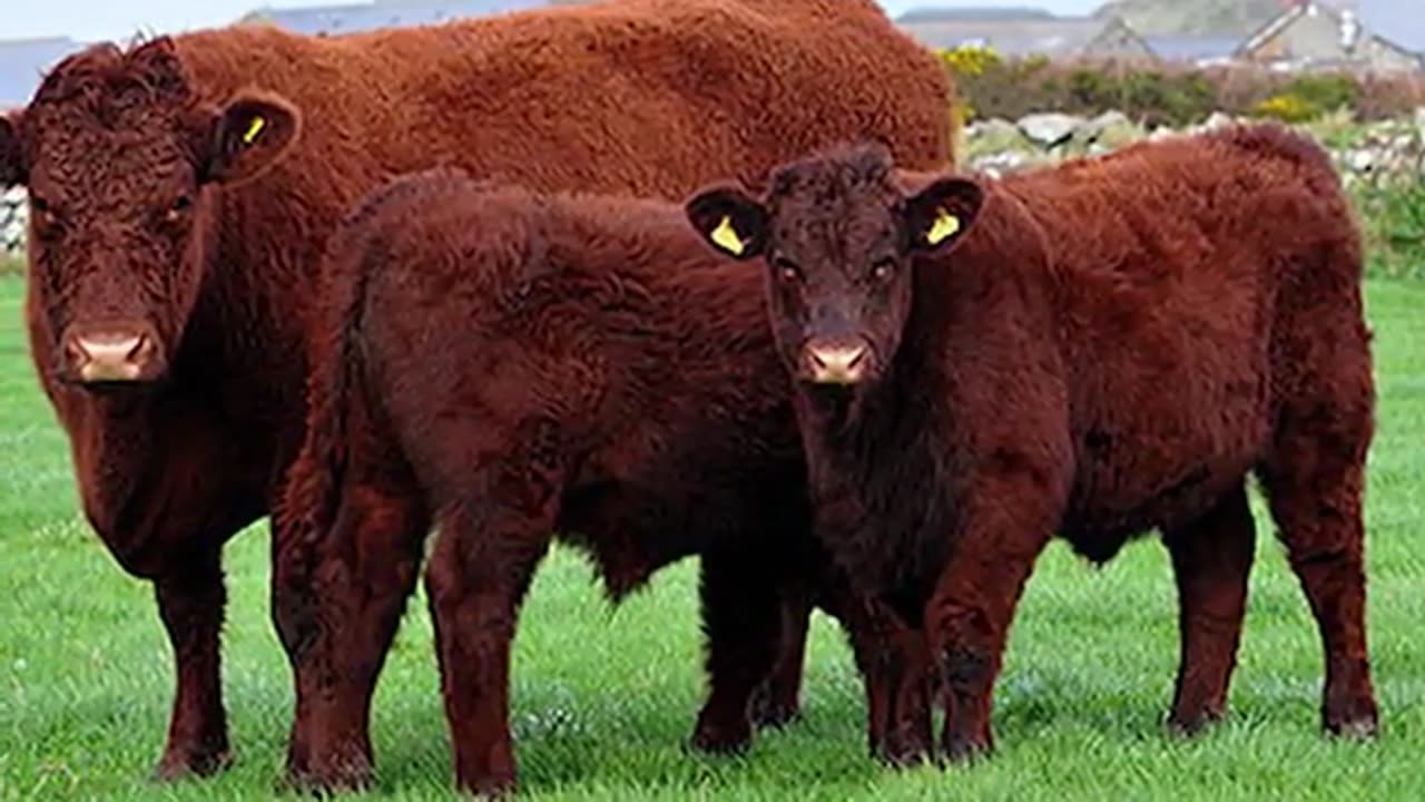 Devon Beef Cattle