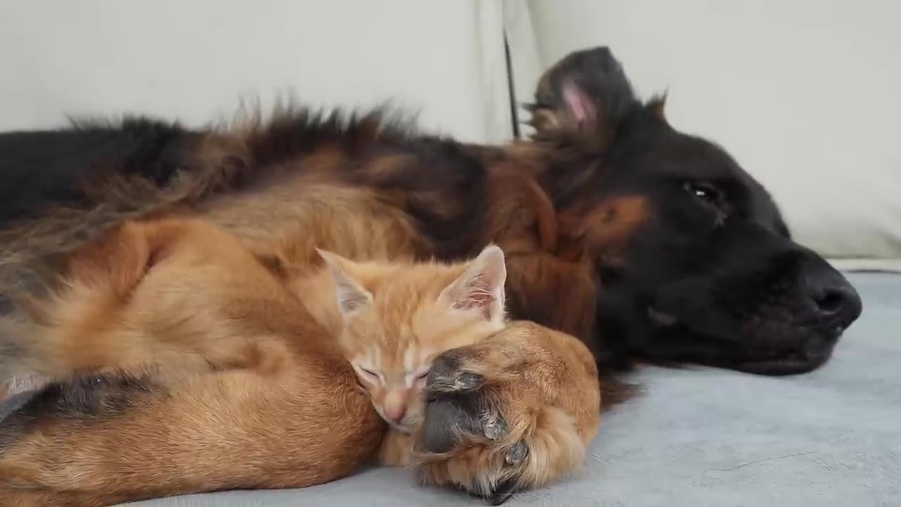 German Shepherd Attacked by Cute Tiny Kitten