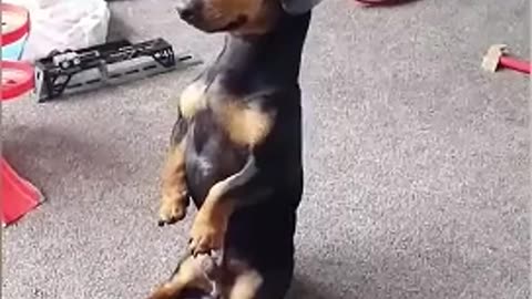 😂 Funniest ANIMALS Videos That Will Make You Laugh To Tears! 🐾