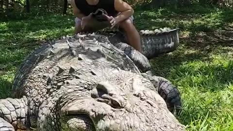 🧠🐊 Feeding the World's Oldest Captive Crocodile! | FeedMyCuriosity