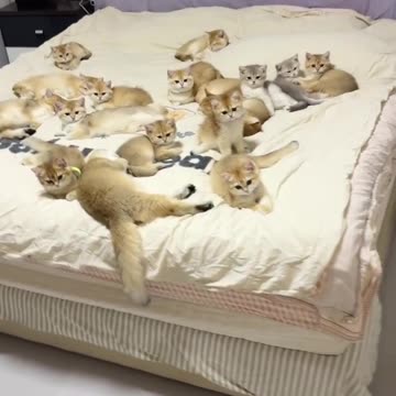 "Every Cat Lover’s Dream: The Cutest Cats in Action!" 🐾🎥