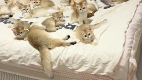 "Every Cat Lover’s Dream: The Cutest Cats in Action!" 🐾🎥