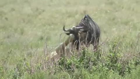 animals