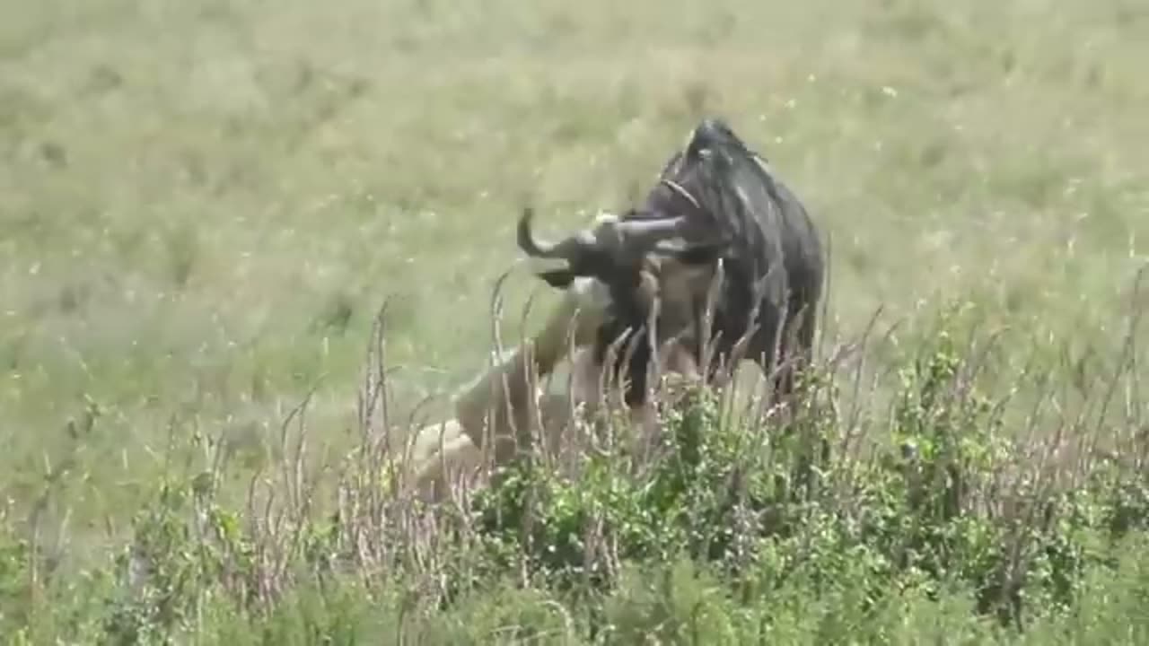 animals