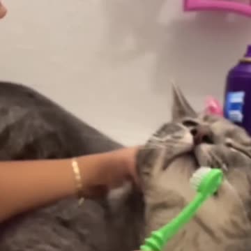 The FUNNIEST Cat Videos!