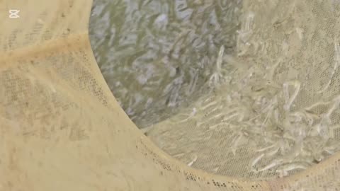 Another whitebait mission after the storm