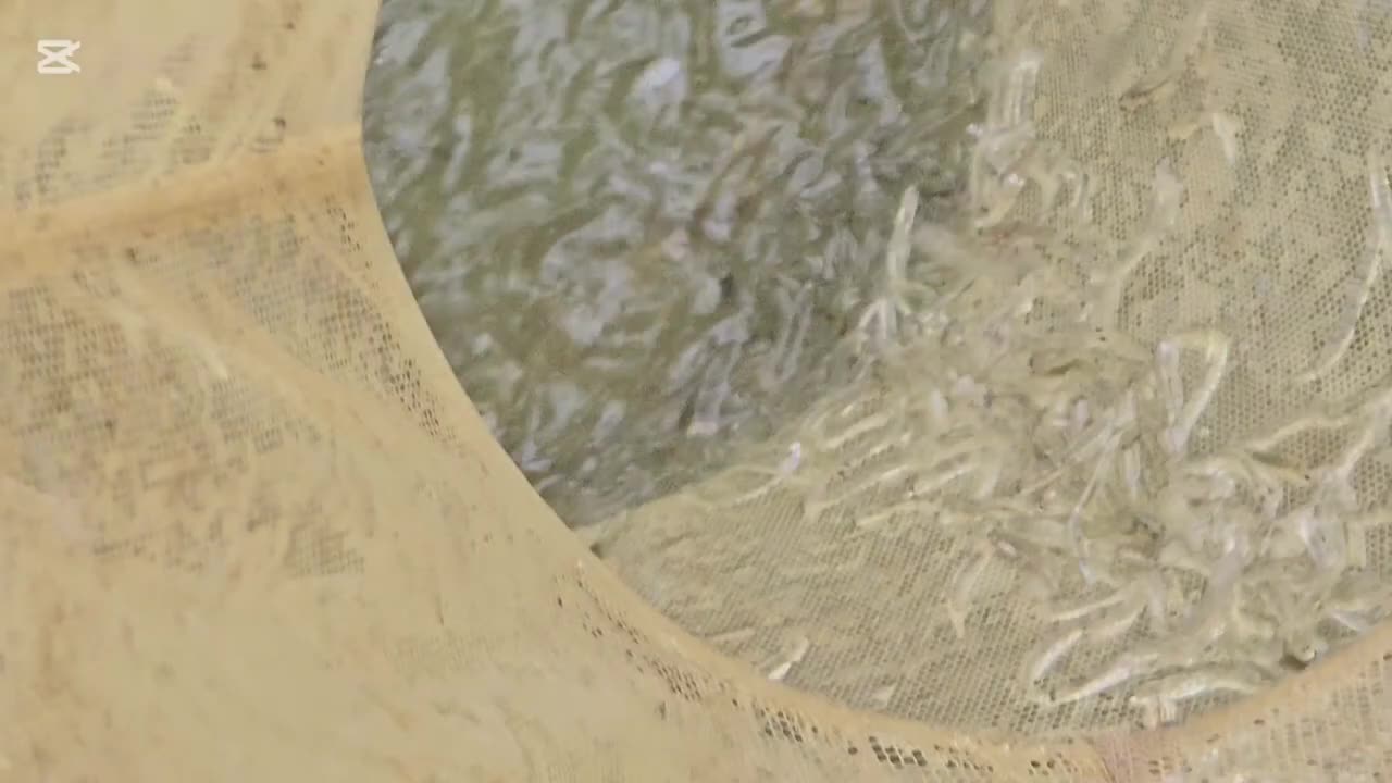 Another whitebait mission after the storm