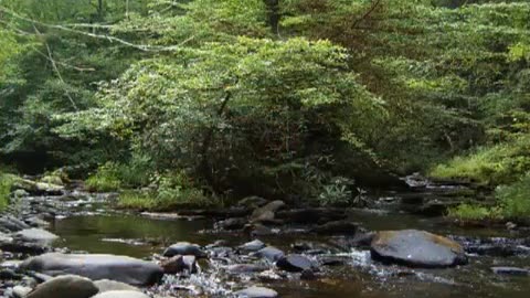 Gold in Tennessee Part 1 - Lower Coker Creek