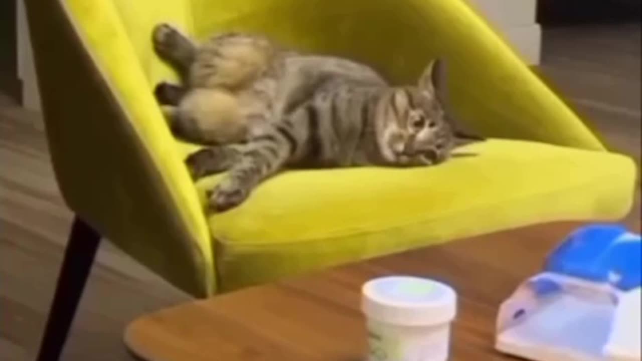 Kung fu kitty 😂