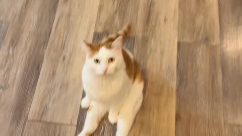 Cute Cat Charles Sit and Waits to Be Loved