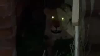 The Lioness Escaped from Khmelnytskyi Zoo Has Been Found