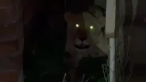 The Lioness Escaped from Khmelnytskyi Zoo Has Been Found